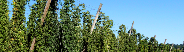 Fils à houblon