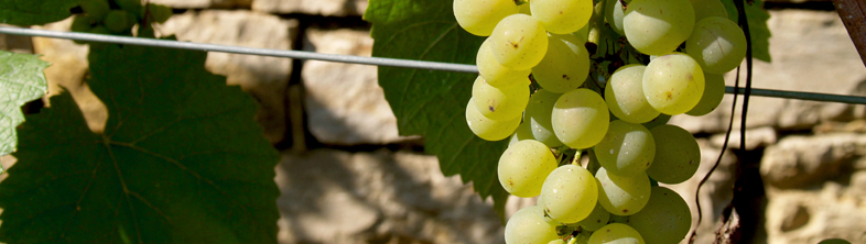 The portal dedicated to WireSolutions vineyard wire