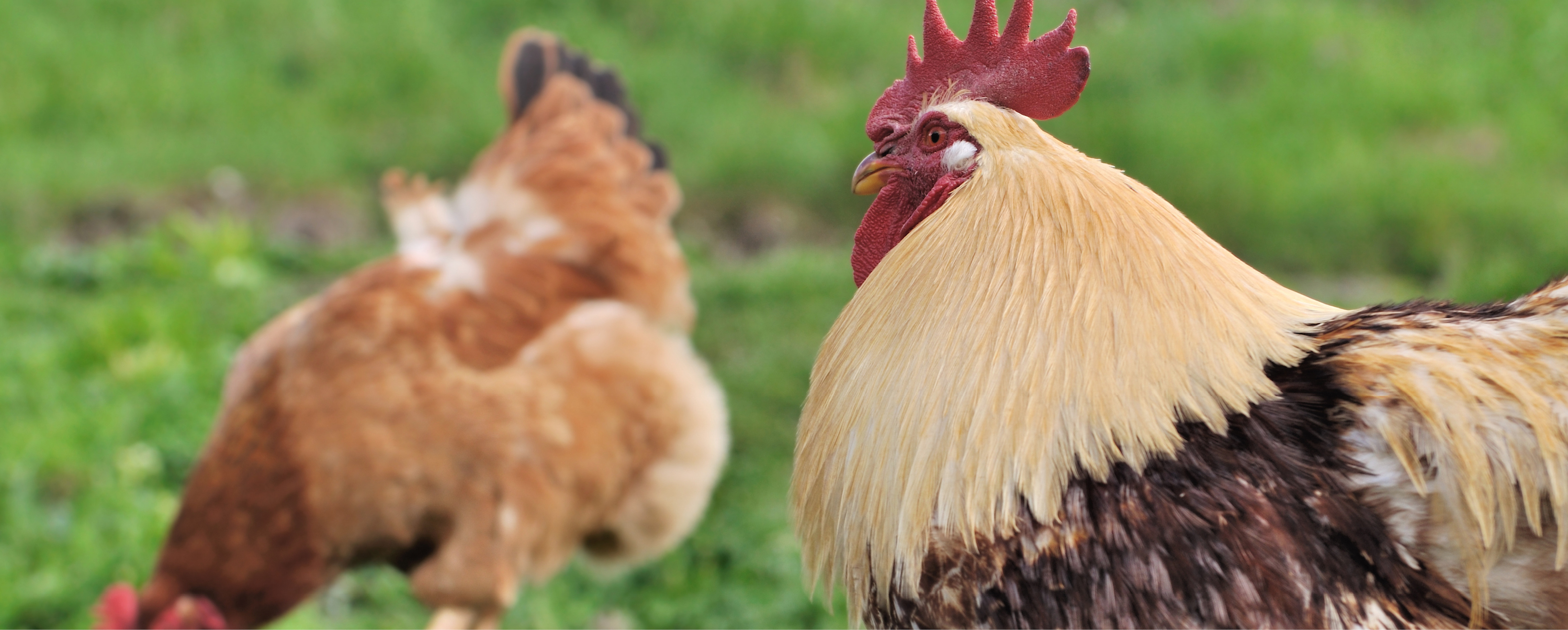 Grillage à poules professionnel