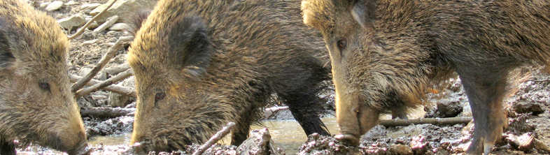 Sologne&reg;4R for wild boars